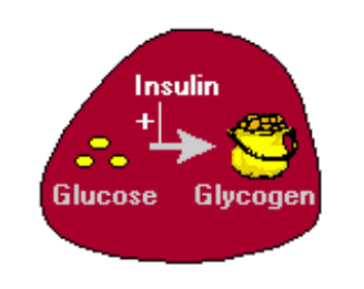 ההשפעות הפיזיולוגיות של אינסולין