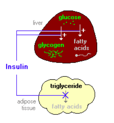 ההשפעות הפיזיולוגיות של אינסולין