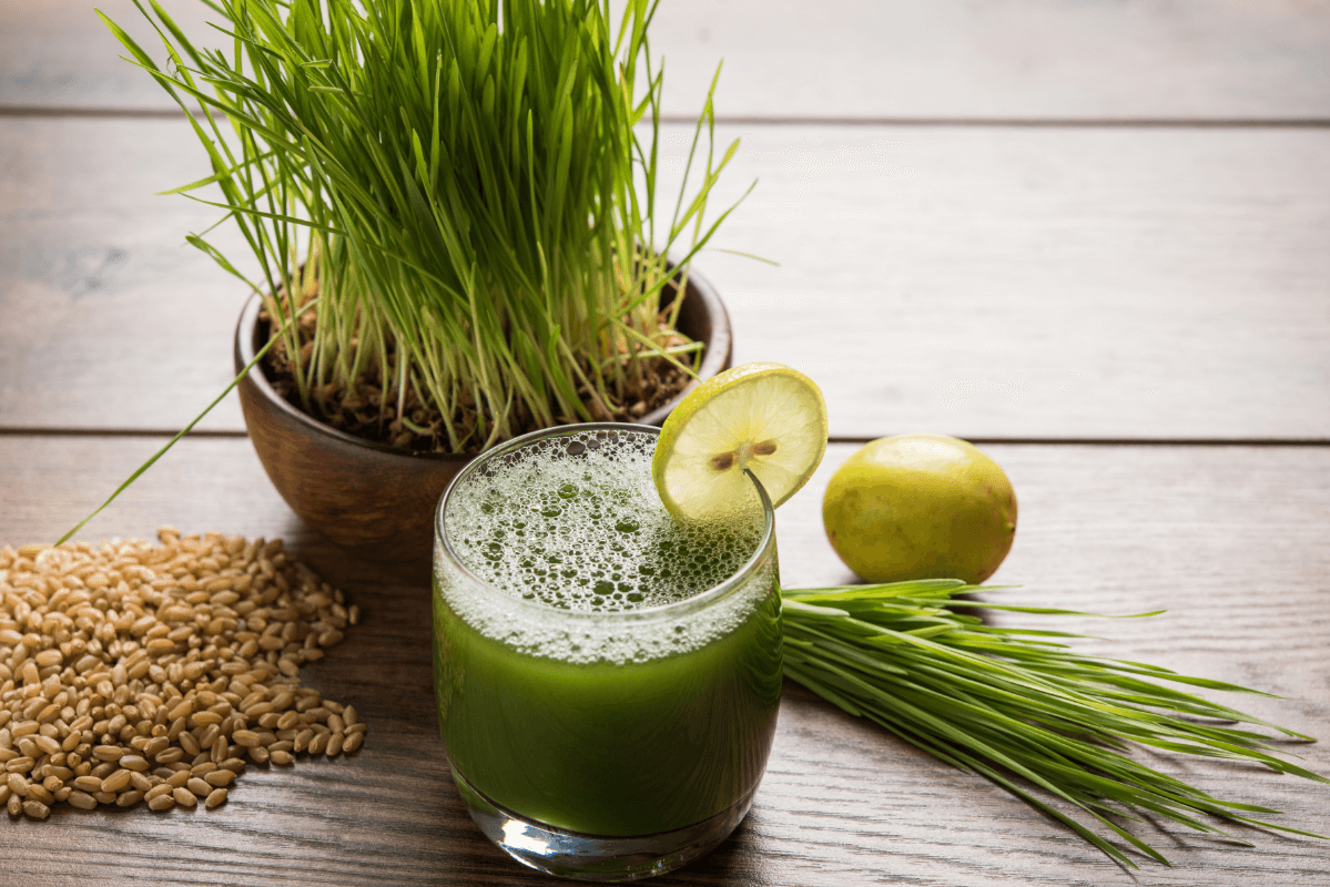 עשב חיטה: ערך תזונתי מפורט, והאם באמת מסייע לניקוי הכבד?